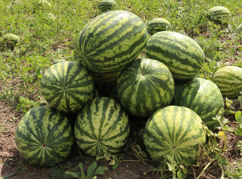 ������ �����