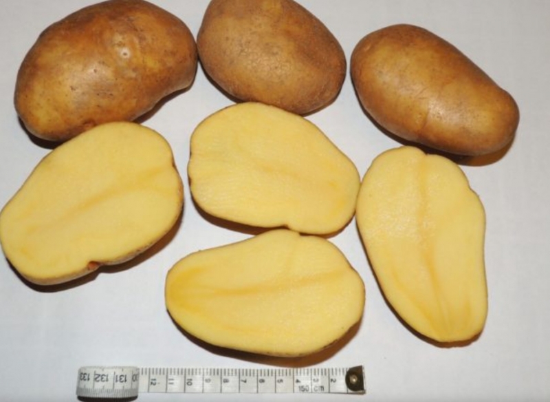 ������ ���������