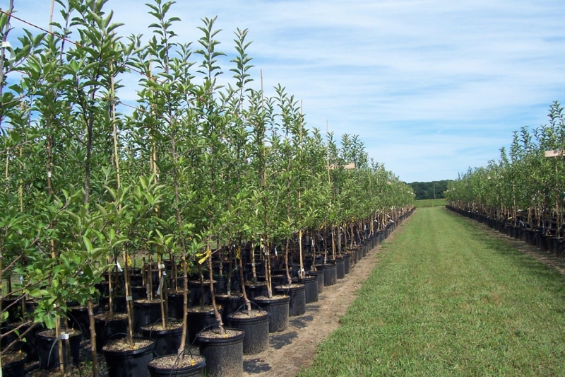 ������ ��� �� ��� �������� �������, ������ �� �������������  ��� ��������