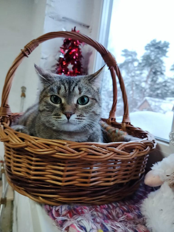 � ������ ����� ������� ����