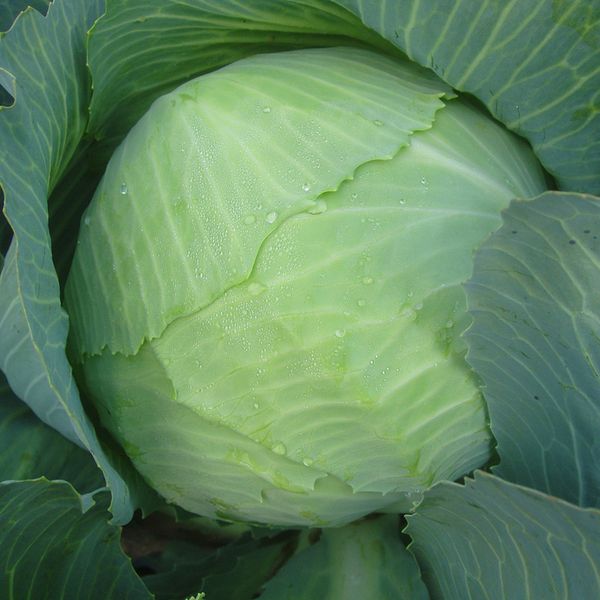 �������� ������ ����� � ����������� ���������