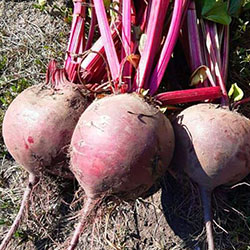 ������� �������� �������, ��������, ������ � ������� �� �����