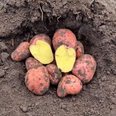 ������� ������ � ������� ������� ����� � ��������� ����