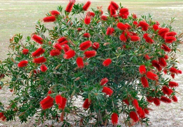 ������������ Callistemon ������ � ��������� ��������